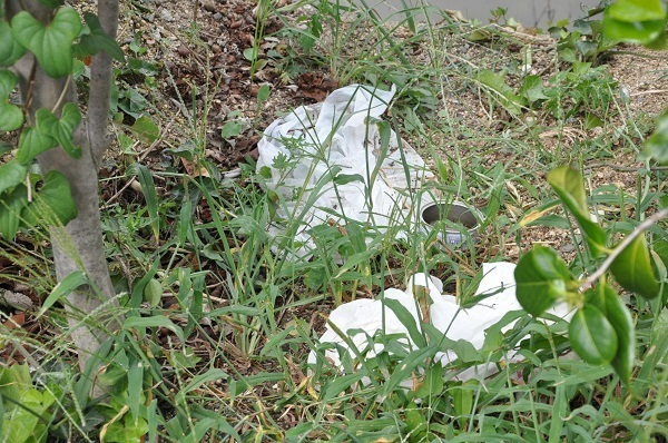 [写真]捨てられたままの空き缶やビニール袋。わずかな水がたまるだけでヒトスジシマカが産卵するので取り除きたい