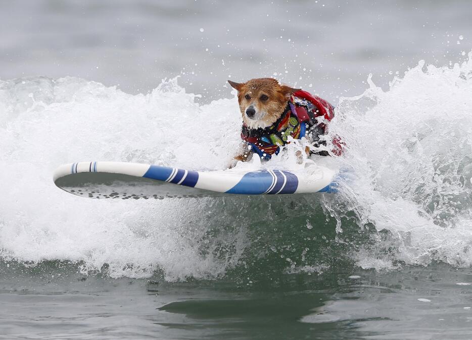 写真特集 犬だらけのサーフィン大会 カリフォルニア州で技と度胸を競った愛犬たち Yahoo ニュース Yahoo ニュース