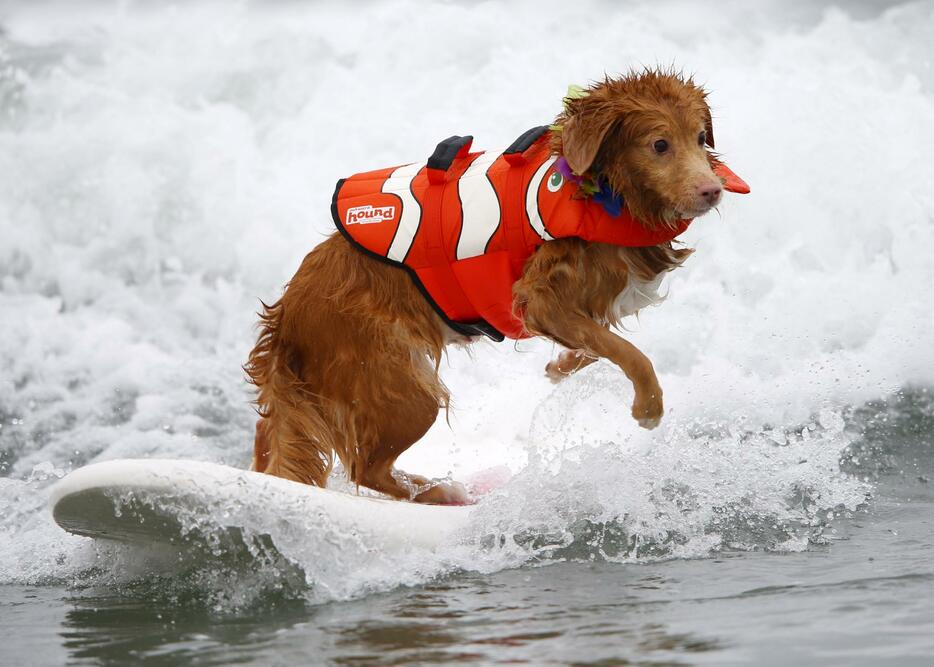波に乗る犬。カリフォルニア州のインペリアル・ビーチで毎年恒例のサーフィン大会が行われた＝2015年8月1日（写真：ロイター/アフロ）