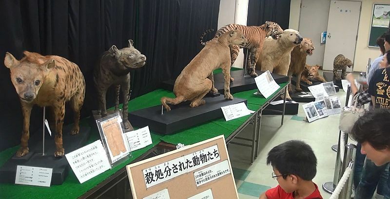 [写真]戦争で殺処分された動物たちが展示されている