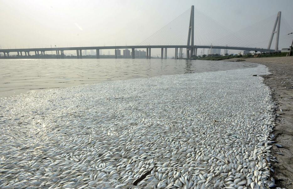 現場近くの川では魚が大量死＝2015年8月20日（写真：ロイター/アフロ）