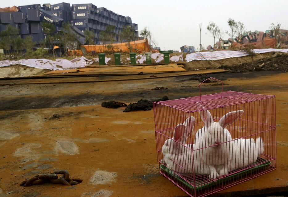 爆発現場に置かれたウサギのケージ。住民の不安を和らげる意図か＝2015年8月21日（写真：ロイター/アフロ）