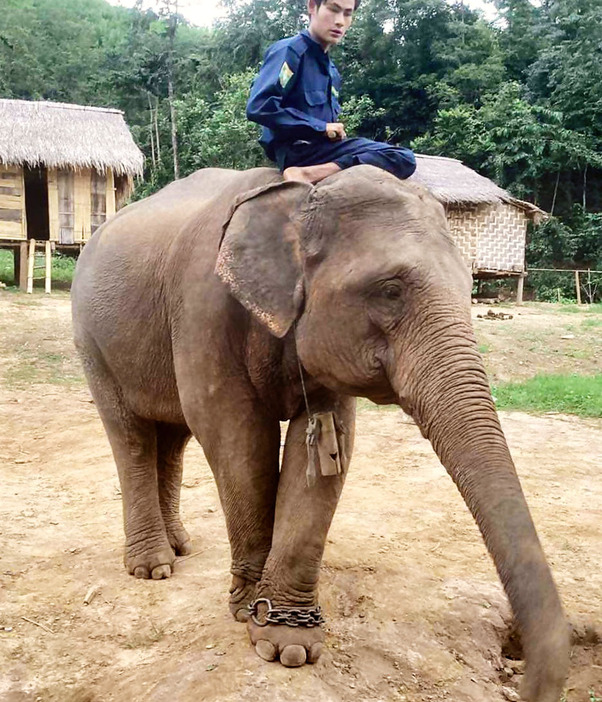 福岡市動物園がミャンマーから受け入れる雌のアジアゾウ（同園提供）