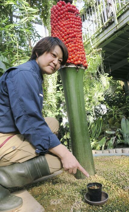 ショクダイオオコンニャクの芽を指す小林弘美さん。後ろは赤い実を付けたショクダイオオコンニャク＝20日午前、茨城県つくば市