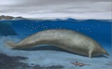シロナガスクジラをはるかに上回る大きさだという、ペルセトゥス・コロッサス（Alberto Gennariによる復元図）