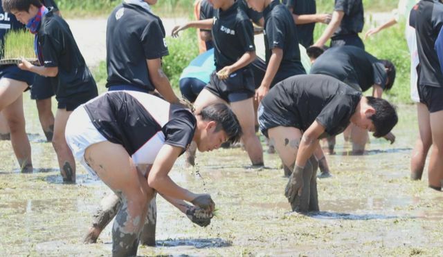 「高川米」田植えの様子（6月）