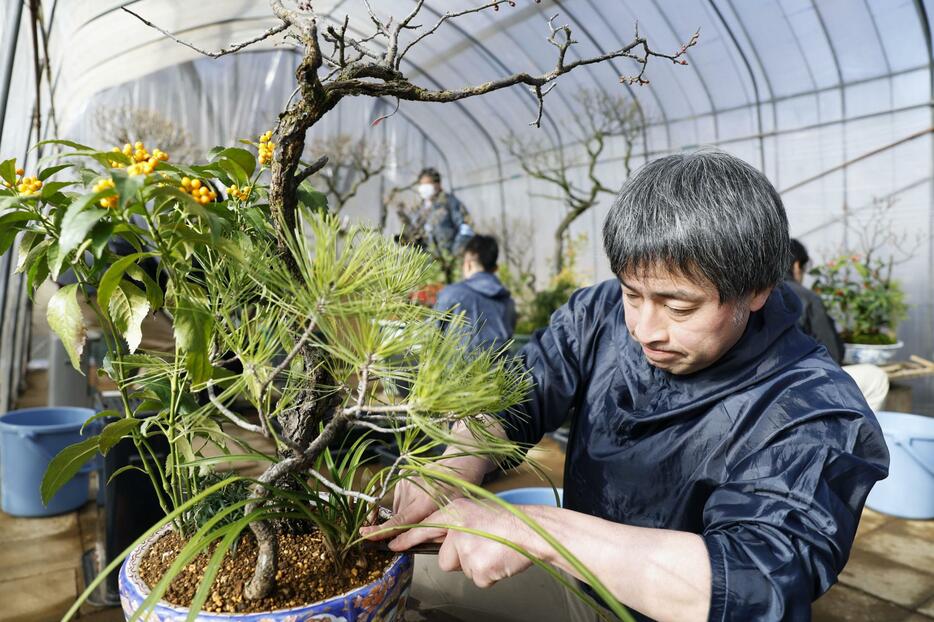 新年に皇居などに飾られる盆栽「春飾り」の準備をする宮内庁職員＝26日午前、皇居