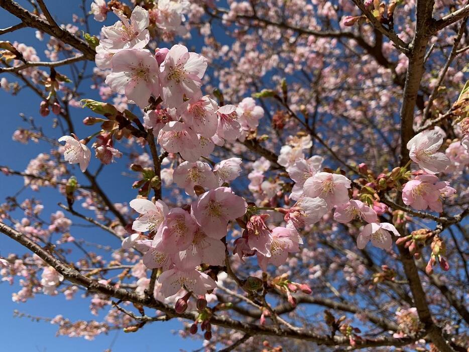 受験の家族は“桜”が咲くのを心待ちにしている