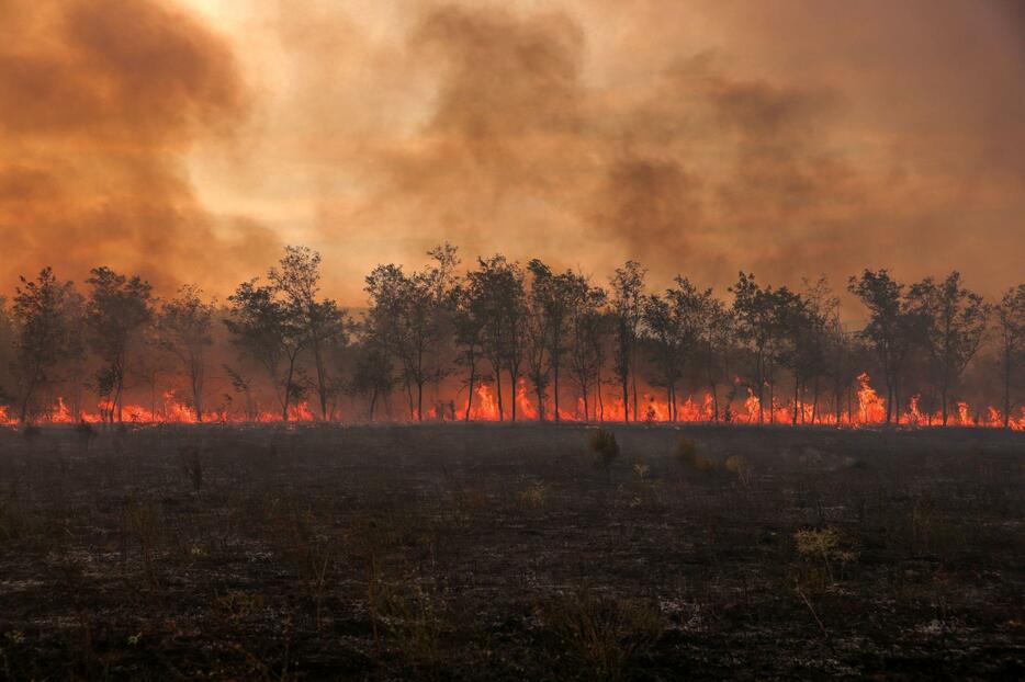 ギリシャ北東部エブロス地方にある国立公園の山火事で、木々から立ち上る炎と煙＝9月（ロイター＝共同）