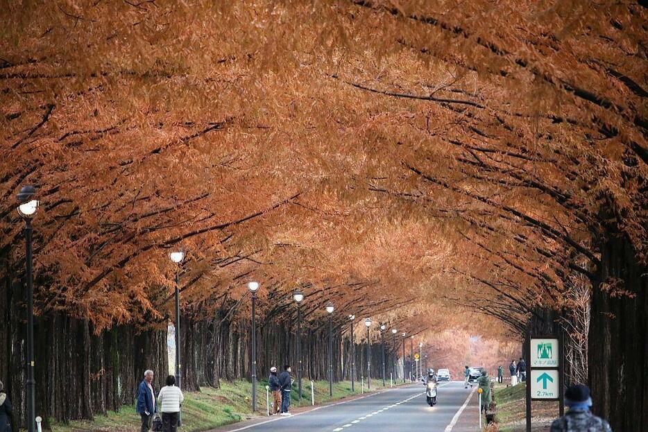 ［写真］小雨が舞う平日にもかかわらず、多くの見物人が訪れたメタセコイア並木＝4日午前8時半ごろ、滋賀県高島市で