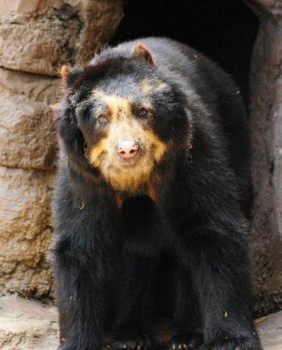 ［写真］メガネグマのダイスケ＝2017年11月30日、写真提供：天王寺動物園