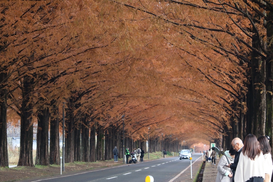 ［写真］日が差すと少し赤みが増したようにみえたメタセコイア並木＝4日午前9時すぎ、滋賀県高島市で