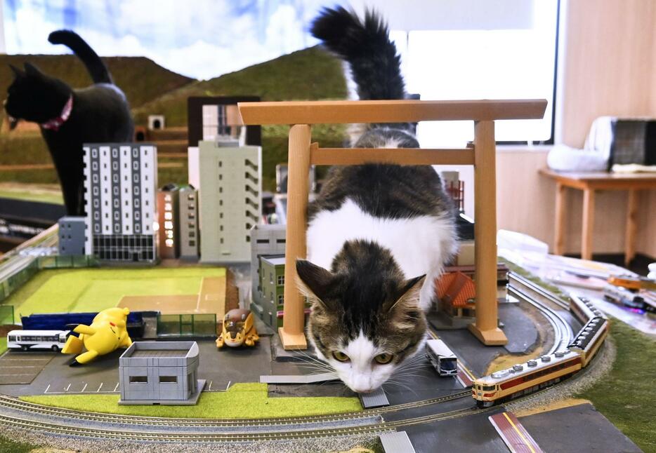 三重県伊勢市の猫カフェ「伊勢忍者キングダムジオラマ食堂」＝21日