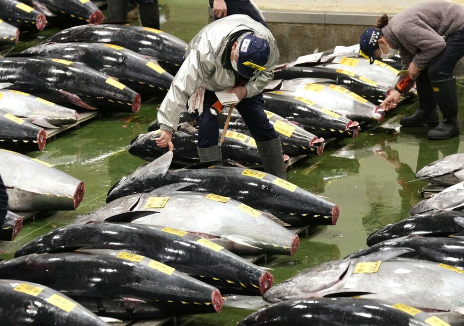 1月、「初競り」で東京・豊洲市場に並ぶマグロ