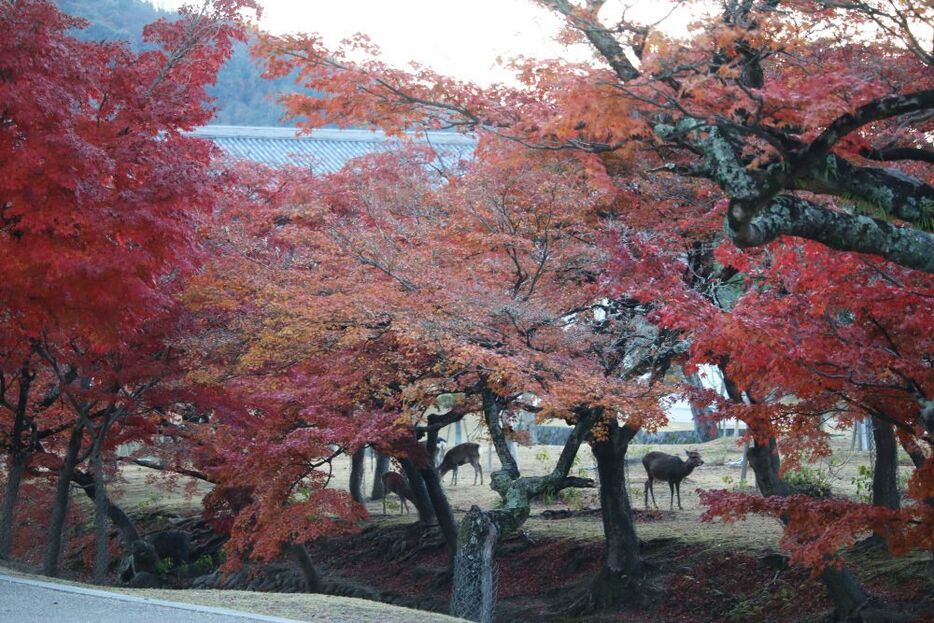 紅葉が見ごろの奈良公園