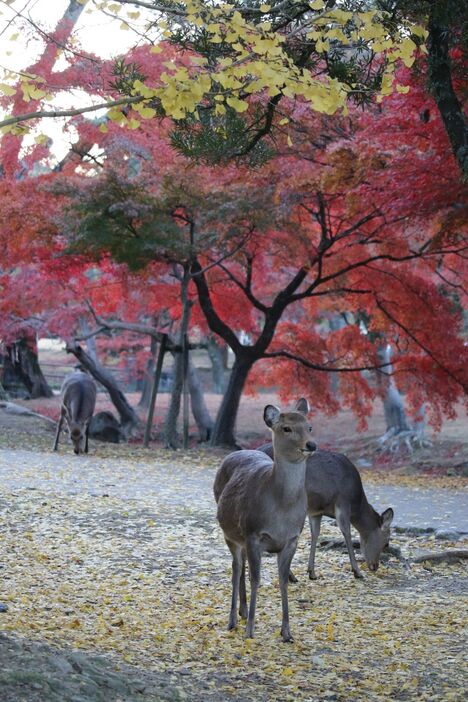 赤く染まる木々