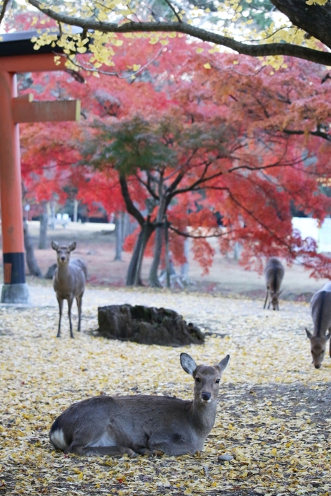 12月を迎え、各地で朝晩の冷え込みが一層厳しくなってきた。奈良市の奈良公園では紅葉が見ごろとなっており、1日朝も多くの人がカメラを手に、シカと紅葉の撮影を楽しんでいた。