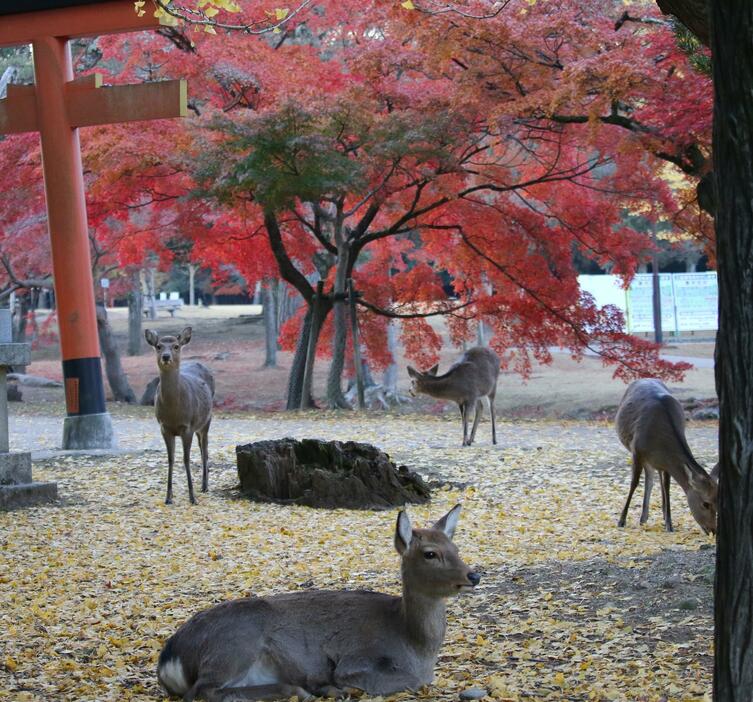 ［写真］場所によっては落葉もみられ、色づいた葉が地面にじゅうたんのように広がっていた＝1日午前7時55分ごろ、奈良公園で