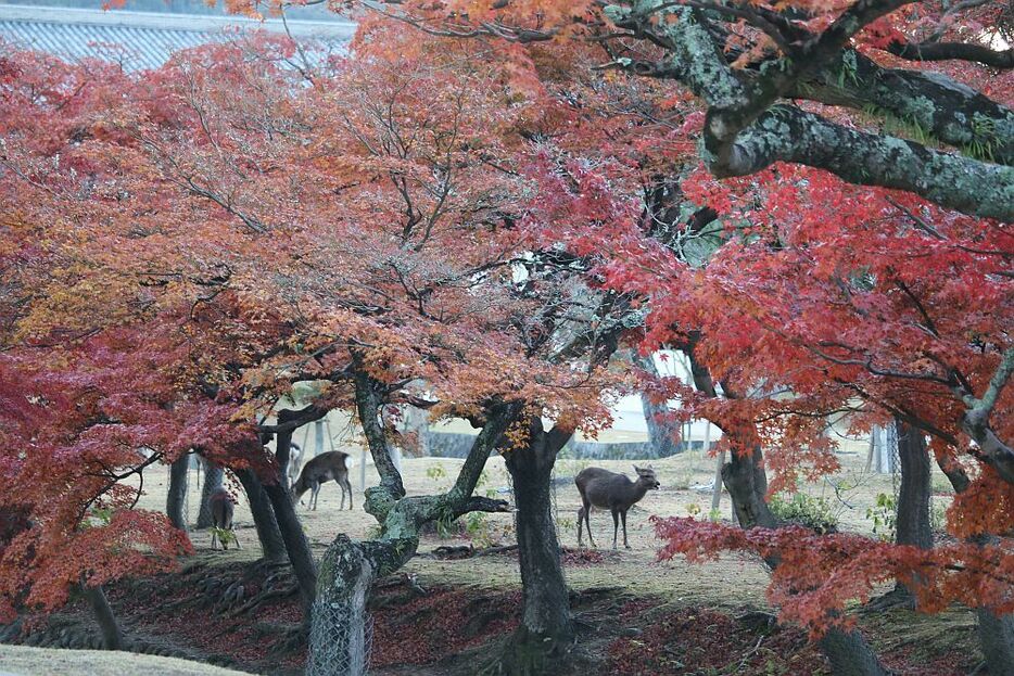 紅葉が見ごろの奈良公園