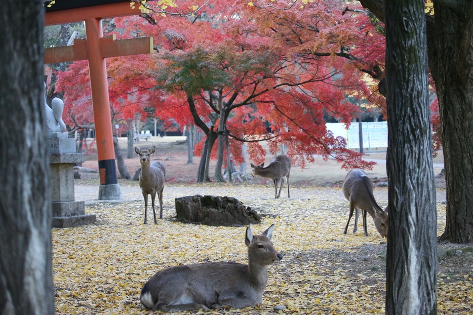 イチョウのじゅうたんの上で休むシカ。後方には赤く染まる木々がみえる