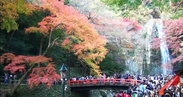 [写真]紅葉が見ごろを迎えている箕面滝＝大阪府箕面市で