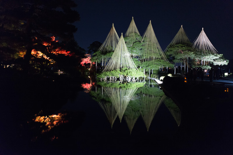 [写真]雪吊りされた樹木（2014年11月21日、石橋崇司氏撮影）