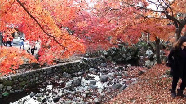 [写真]好天に恵まれ紅葉が見ごろの奈良公園＝30日午後3時ごろ、奈良県奈良市で