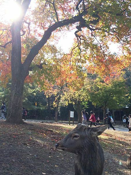 [写真]色づきはじめの奈良公園。観光客が来はじめてか？　起き上がるシカ＝15日午前9時半ごろ、奈良公園で