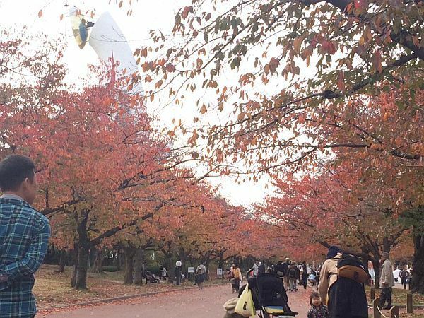 [写真]紅葉が見ごろをむかえている万博記念公園＝16日午後2時半ごろ、大阪府吹田市で