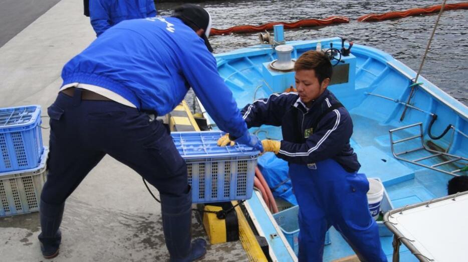 [写真]アワビ水揚げ＝2014年11月15日午前11時頃