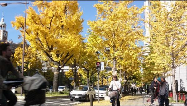 [写真]久々の青空に御堂筋のイチョウの黄色も映える＝27日午後1時ごろ、大阪市中央区で