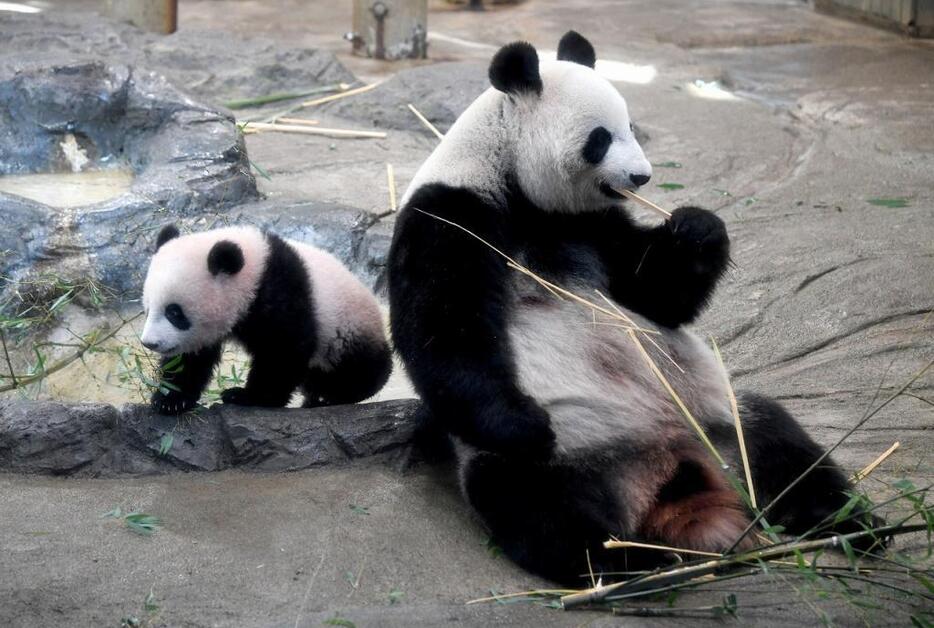 [写真]昨年12月19日から一般公開されている上野動物園のパンダ、シャンシャン（左）と母親のシンシン（代表撮影/ロイター/アフロ）