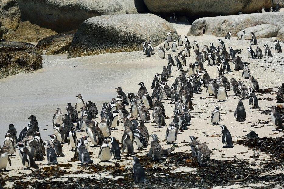 人をあまり恐れないケープペンギン