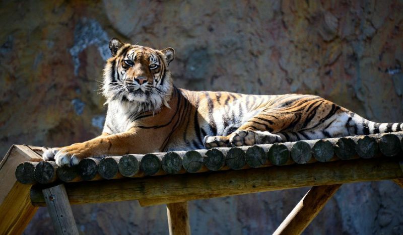 [写真]元気だったころのラン（提供：みさき公園）