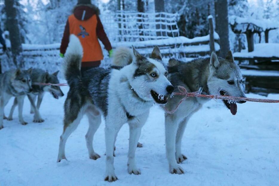 縦2列12頭のハスキー犬がひっぱる犬ぞり