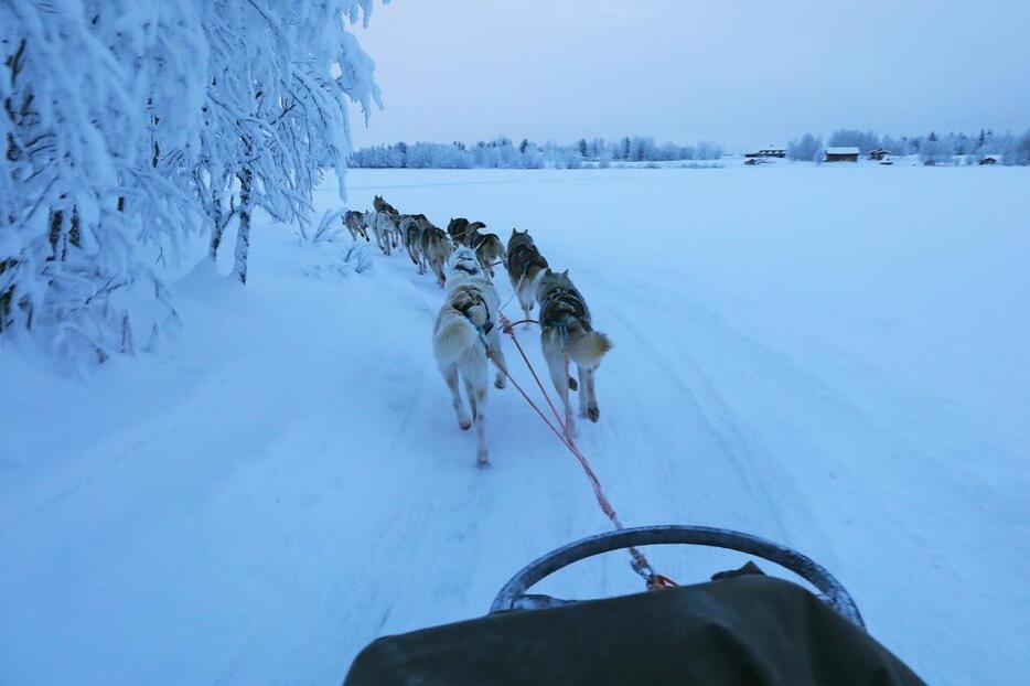 犬ぞりで凍った湖上を一気に駆け抜ける