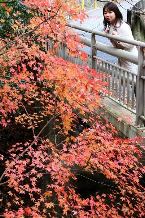 [写真]摂津峡公園の河鹿橋付近のモミジ。光の当たる角度によっては葉の色がピンクに見えると、撮影を楽しんでいる人も見られた＝5日午前、大阪府高槻市で