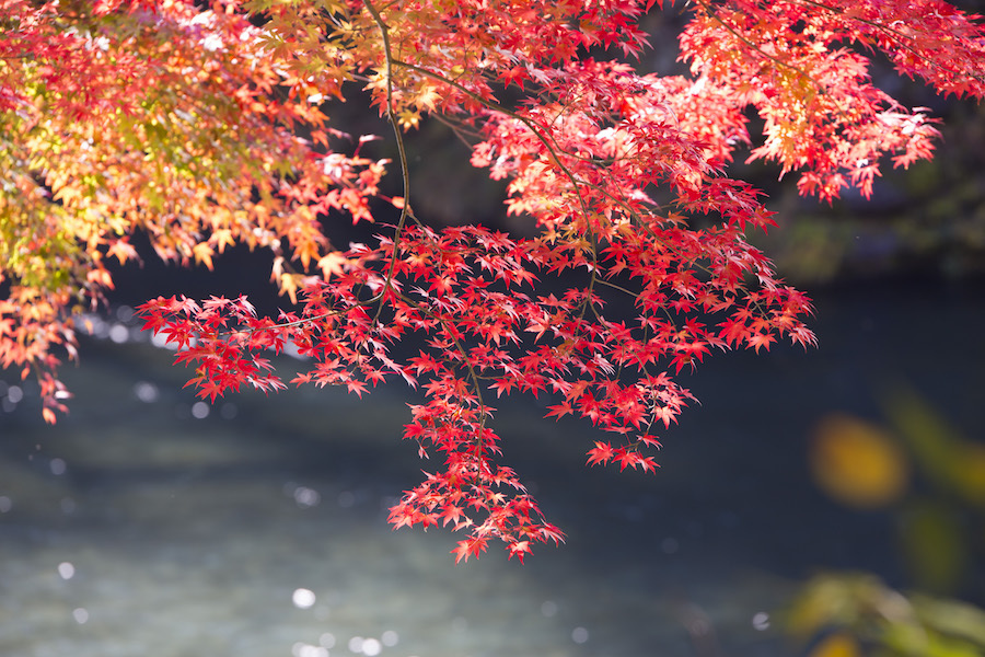 紅葉が初冬の光を受けて透けるように美しい（撮影：大浦タケシ、撮影地：東京・奥多摩）