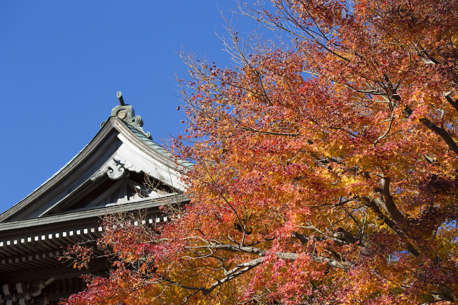 紅葉と青空、背後の建築物すべてを活かすため、「順光」で撮影。シチュエーションや狙いに応じて使い分けが必要（撮影：大浦タケシ）