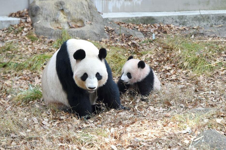 [写真]上野動物園が公開したシャンシャンと母親シンシンの様子（提供：(公財)東京動物園協会）