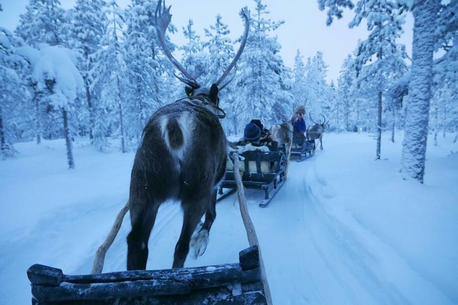 トナカイぞりはラップランドの先住民の移動手段だったらしい