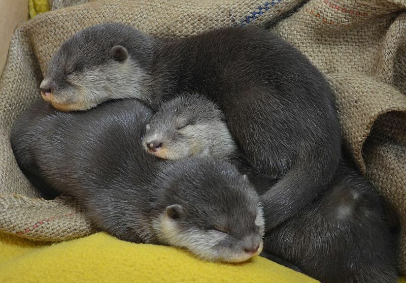 [写真]カワウソの赤ちゃんは寝てる時も仲良くしてます＝大阪府岬町で（提供：みさき公園）