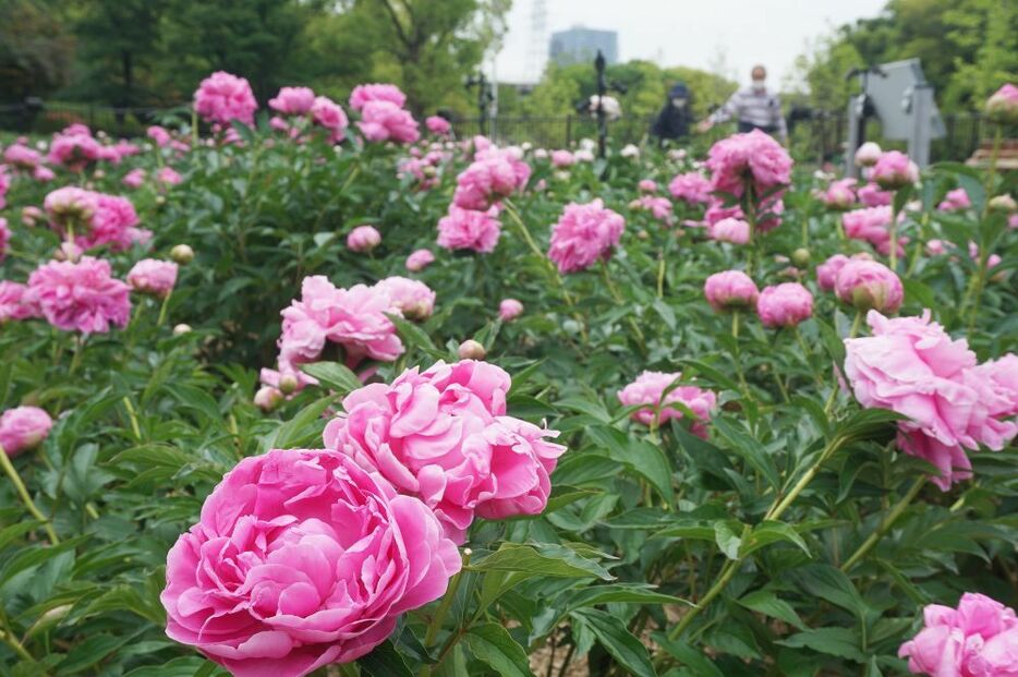 ［写真］色鮮やかに咲き誇るシャクヤク＝16日午前、大阪府八尾市で