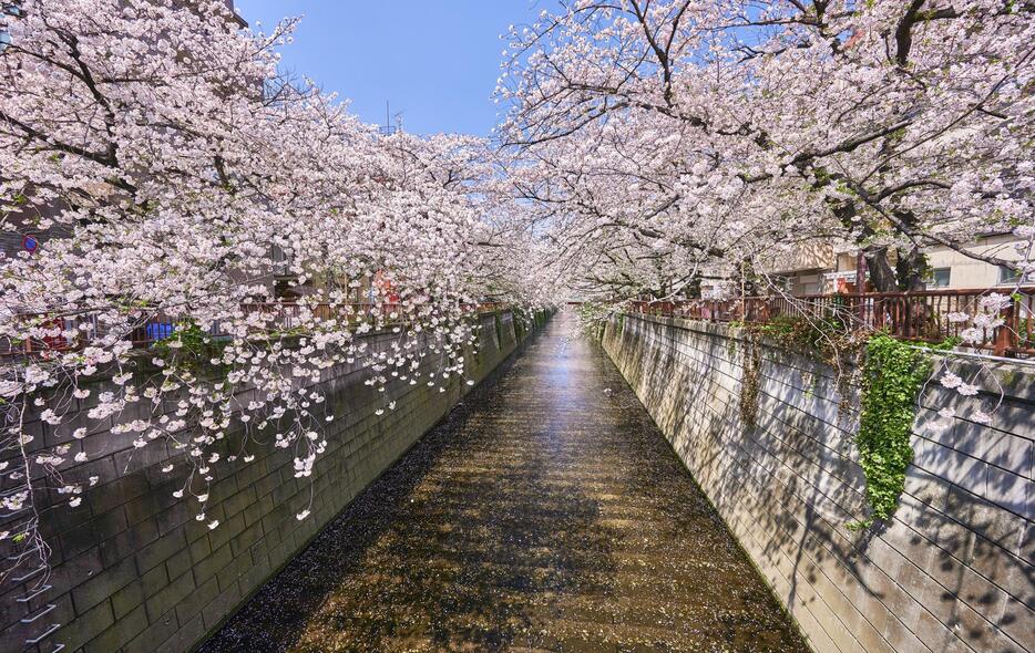 桜の季節になると大勢の人が訪れる目黒川。気象庁と東京都が共同で洪水予報を実施している（写真：アフロ）