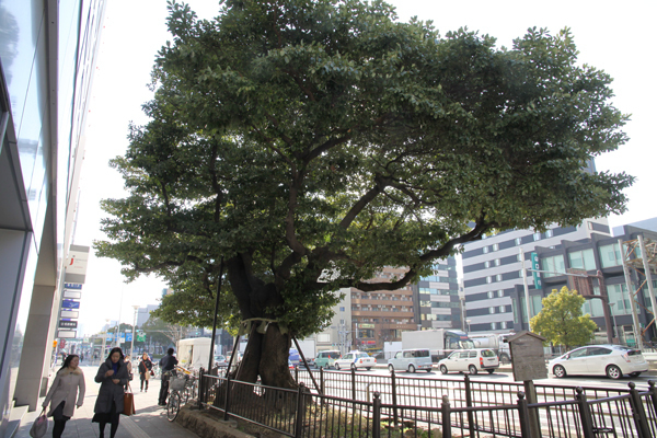 [写真]伏見通りに残る「御園のタブノキ」