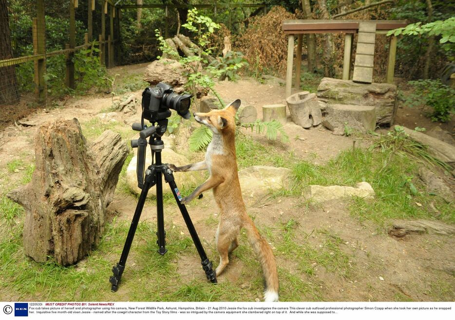 動物の「自分撮り」＝2010年8月21日（Rex Features/アフロ）