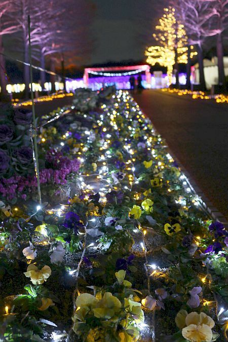 [写真]門をくぐると花とイルミの「競演」も見られる＝6日午後8時半ごろ、大阪市東住吉区で