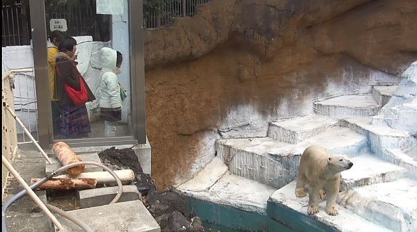 [写真]寒い中元気なシロクマをみて喜ぶ子どもら=1日午前9時50分ごろ、大阪市天王寺区で