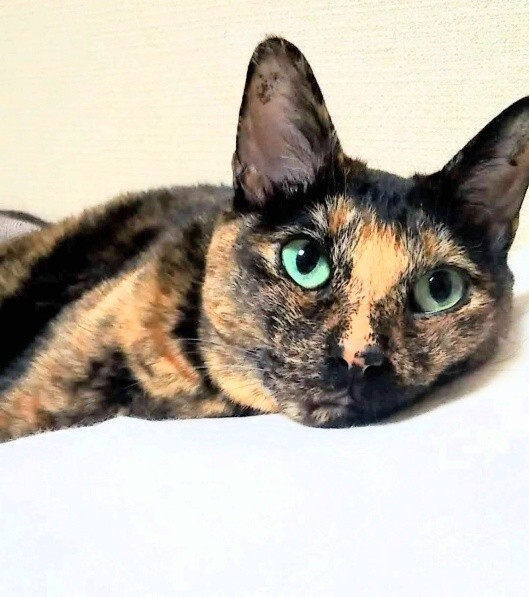 【極美品】猫の腫瘍 猫の乳腺腫瘍 - オークどうぶつ病院／オークどうぶつ病院けやき