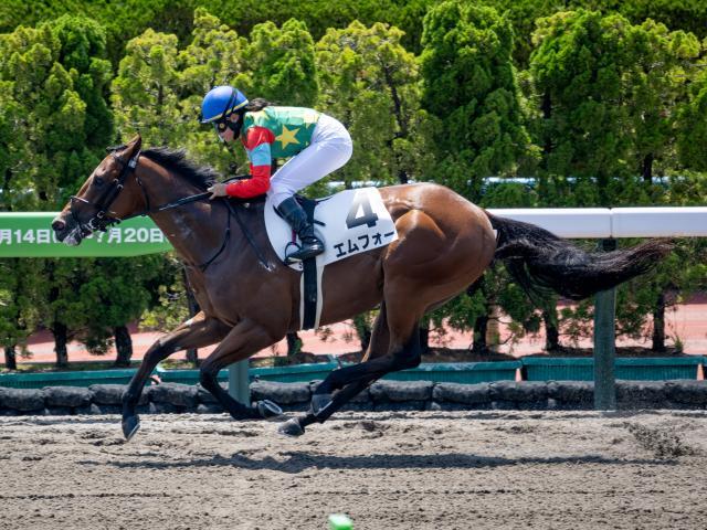 函館5R新馬戦結果】エムフォーが大差でレコードV フォーウィール
